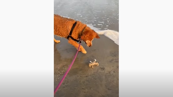 Video: Cuộc chiến “không kẻ thẳng” giữa chó và cua bên bờ biển
